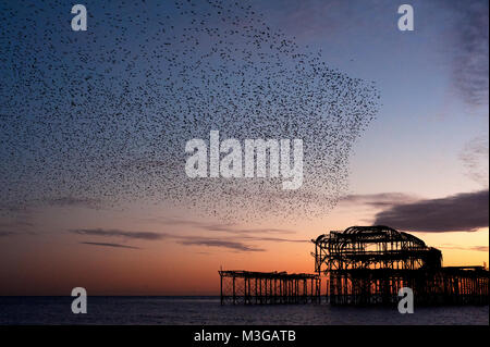 Murmuration over the ruins of Brighton's West Pier on the south coast of England. A flock of starlings swoops over the pier at sunset before roosting.