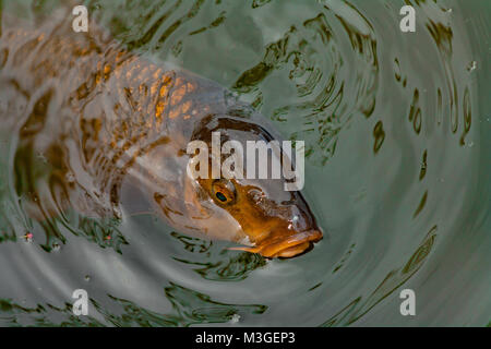 Carp fish (koi) breaching the water and looking up Stock Photo