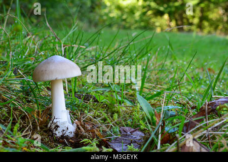 One single young specimen of Grisette or Amanita vaginata mushroom in natural habitat, in grass covered with morning dew Stock Photo