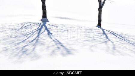 Love the way the shadows climbed the small raise behind these trees. Taken on February 10, 2018 at 12:45 PM. Stock Photo