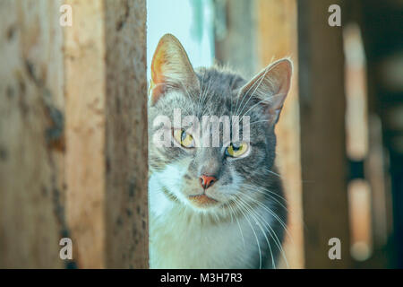 Barn cat sitting on the side of a window Stock Photo