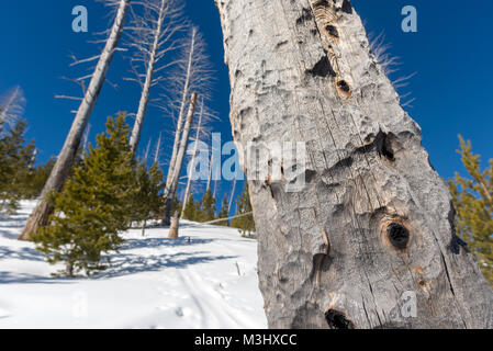 Burnt trees and young lodgepole pine trees regenerating in a burnt area of  Oregon's Wallowa Mountains. Stock Photo