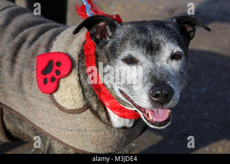 London, UK. 11th February 2018. Abi the Staffordshire Bull Terrier at the All Dogs Matter Valentine's Dog Walk, Hampstead Heath, London to celebrate Valentines Dog and in aid of the charity which houses and re-homes homeless dogs via their website  Credit: Paul Brown/Ģ����ý Live News Stock Photo