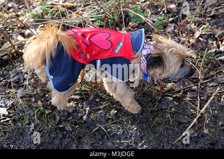 London, UK. 11th February 2018. All Dogs Matter Valentine's Dog Walk, Hampstead Heath, London to celebrate Valentines Dog and in aid of the charity which houses and re-homes homeless dogs via their website  Credit: Paul Brown/Alamy Live News Stock Photo