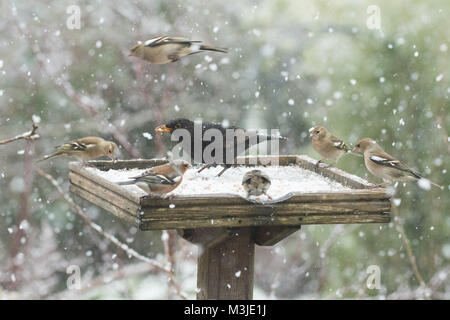 Stirlingshire, Scotland, UK - 11 February 2018: UK weather - busy bird table during a heavy snow shower in Stirlingshire Credit: Kay Roxby/Alamy Live News Stock Photo