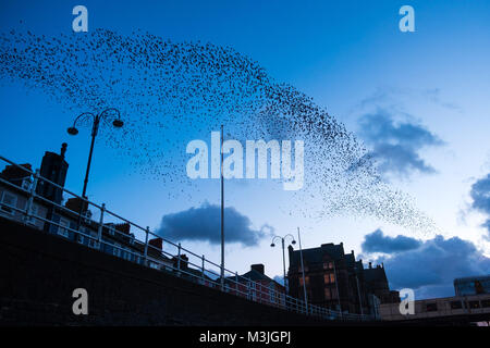 Aberystwyth Wales UK, Sunday 11 Feb 2018  UK Weather:  At sunset on a  bitingly cold and windy February evening in Aberystwyth, ,  great clouds  of  tens of thousands of tiny starlings perform ‘murmurations’ in  the sky before swooping down to roost for the night, huddled together for warmth and safety,  on the girders and beams underneath the town’s distinctive Victorian era seaside pier  One of only a few urban roosts in the UK, Aberystwyth pier offers birdwatchers an unique opportunity to get ‘up close’ to these birds Credit: keith morris/Alamy Live News