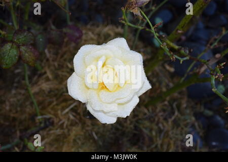 white rose with night dew Stock Photo