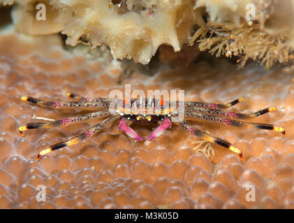 Flat rock crab ( Percnon planissimum ) resting on coral reef of Bali, Indonesia Stock Photo