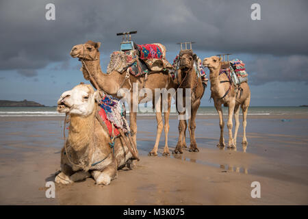 Camels that carry tourists resting in Essaouira beach in Morocco Stock Photo