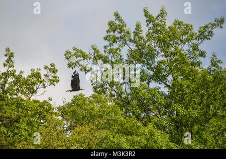 Bald Eagle Soaring Through the Trees #1 Stock Photo