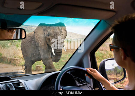 South Africa, near Rustenburg, Pilanesberg National Park. African Elephant. (Loxodonta africana). Tourist car. Stock Photo