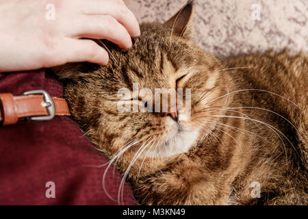 Woman caress tabby cat, hand of woman caress beautiful half sleepy kitten, Sleepy cat. Stock Photo