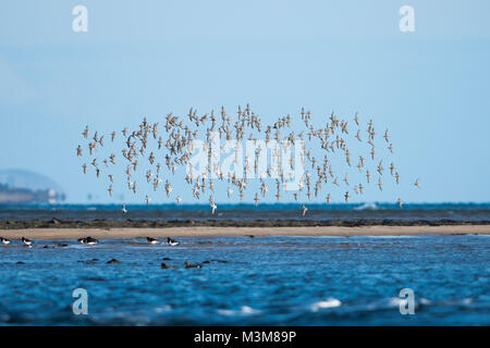 A flock of Dunlin (Calidris alpina) in flight on coast at Loch Fleet / Coul Links, Sutherland, Scotland, UK Stock Photo