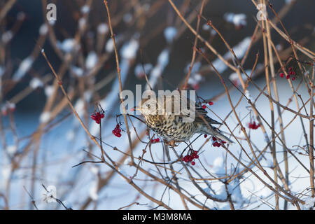 A Mistle Thrush (Turdus viscivorus) eating Guelder Rose berries in snow, Scotland, UK Stock Photo