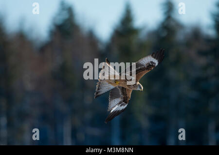A juvenile Red Kite (Milvus milvus) showing lack of tail fork in flight against forest background, Scotland, UK Stock Photo