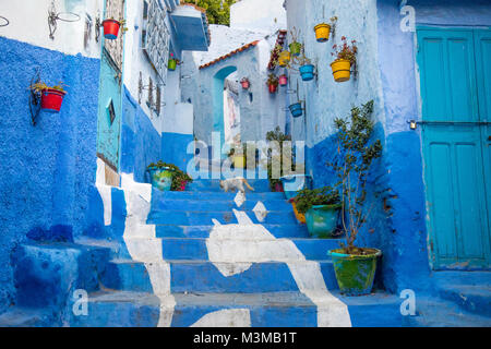 Morocco Blue city Chefchaouen cat walking up the stairs flowers plants pots colorful Stock Photo