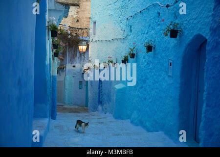 Morocco Blue city Chefchaouen cat walking up the stairs flowers plants pots street light lamp Stock Photo