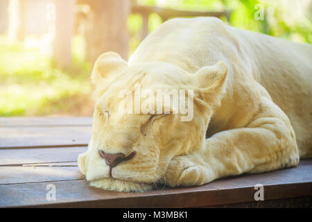 Female white lion resting and sleeping Stock Photo