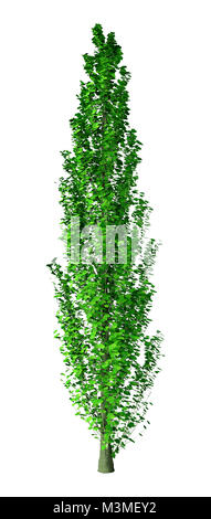 3D rendering of a green poplar tree isolated on white background Stock Photo