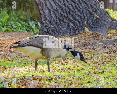 Where to buy canada 2024 goose in los angeles