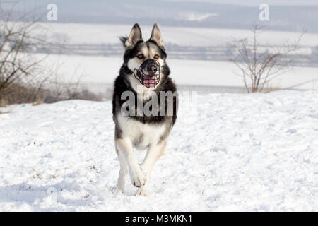 German shepherd husky mix Stock Photo