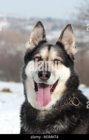 German shepherd husky mix Stock Photo