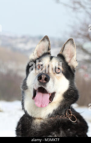 German shepherd husky mix Stock Photo