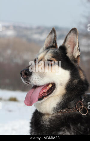 German shepherd husky mix Stock Photo