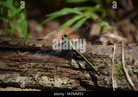 A green and black Dragonfly on log with some greenage in the background of the picture. Stock Photo