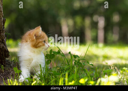 Red-haired little kitten sitting in the grass near the tree Stock Photo