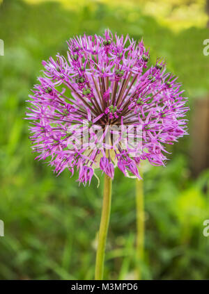 Very beautiful inflorescence of onions ( Allium suworowii) Stock Photo