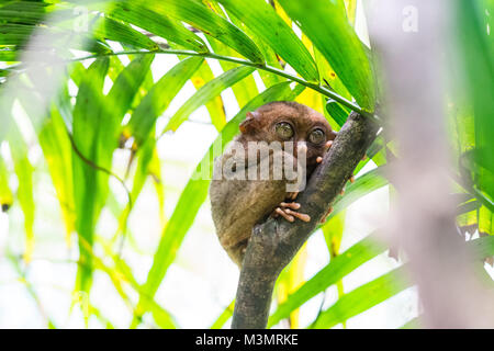 A Tarsier climbing a tree on the island of Bohol Stock Photo - Alamy