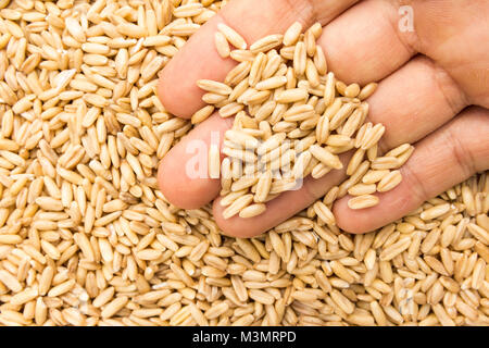 Avena Sativa is scientific name of Oat cereal grain. Also known as Aveia or Avena. Person with grains in hand. Macro. Whole food. Stock Photo