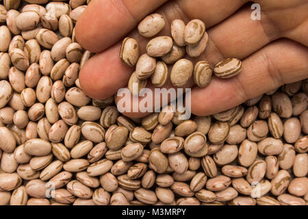 Phaseolus vulgaris is scientific name of Pinto Bean legume. Also known as Frijol Pinto and Feijao Carioca. Person with grains in hand. Macro. Whole fo Stock Photo