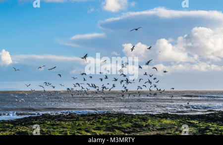 Black Headed Gulls and Oystercatchers Rising off the Rocks at Newton Beach Porthcawl Stock Photo