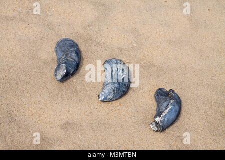 Seashells layed out in an abstract fashion on the sand, Outer Banks, North Carolina Stock Photo