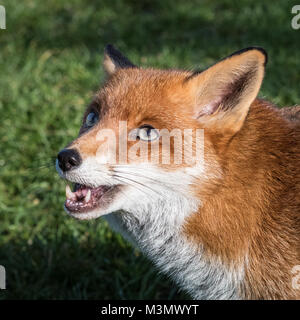 Fox (Vulpes vulpes) Close Up Stock Photo
