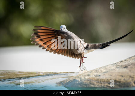 Namaqua Dove Taking Off from Pool with Water Droplets Stock Photo