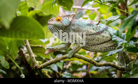 Chameleon in Tree, Madagascar Stock Photo