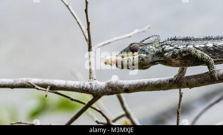 Chameleon Catching Insect, Madagascar Stock Photo