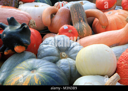 Stack of pumpkins Stock Photo