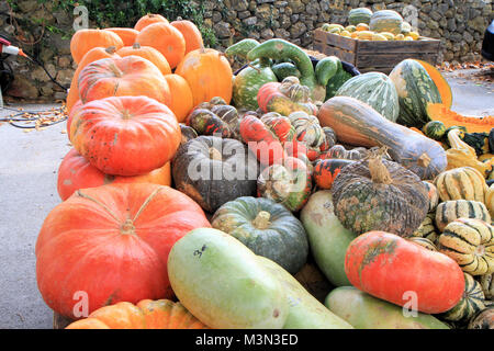 Stack of pumpkins Stock Photo
