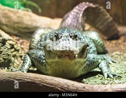 Alligator - Crocodile looking straight into the camera. Stock Photo