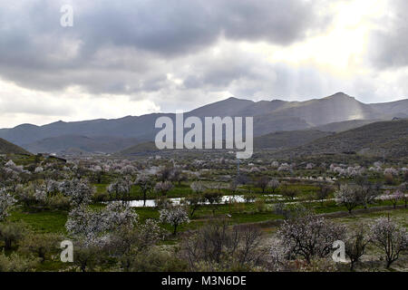 Field of almond trees, Las Alpujarras, Andalusia, Spain Stock Photo