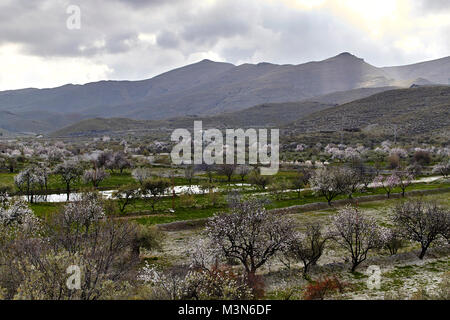 Field of almond trees, Las Alpujarras, Andalusia, Spain Stock Photo