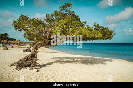Divi divi tree on Eagle Beach, Aruba Stock Photo