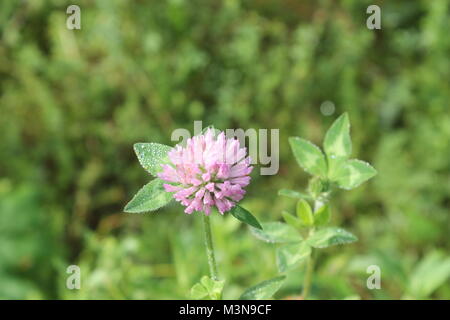 A flower that stands by itself all alone in the world while those around it look away and the flower live by itself for the rest of it's life. Stock Photo