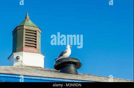 white and black seagull siting on roof vent next to rusted cupola in Malibu, California, USA Stock Photo