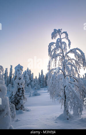 Snow-laden forests of northern Finland