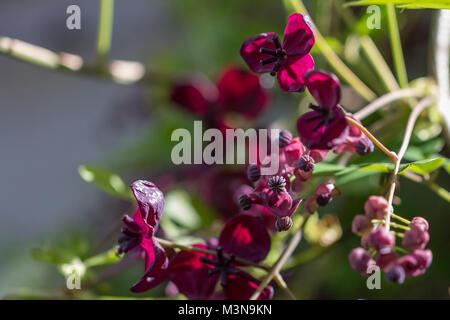 The foliage and flowers of the Akebia Quinata plant, also known as the Chocolate Vine Stock Photo